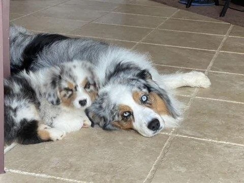 Australian shepherd resting beside a puppy on a tile floor in Bonsall, CA