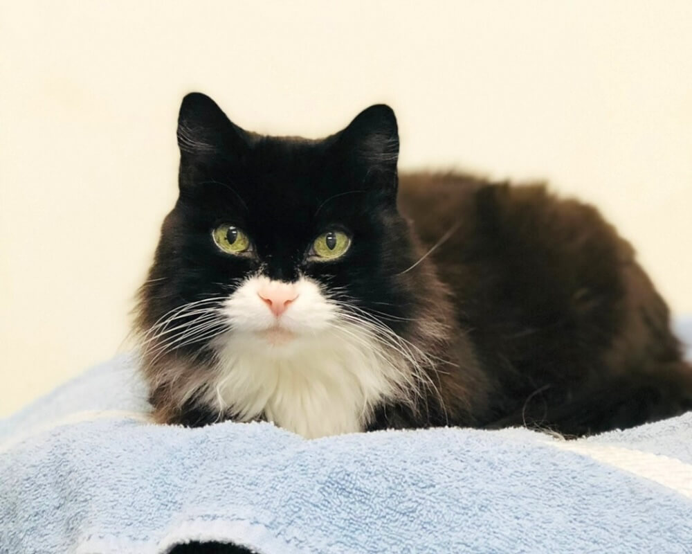     Black and white cat resting on a blanket at a veterinary clinic in San Diego, CA