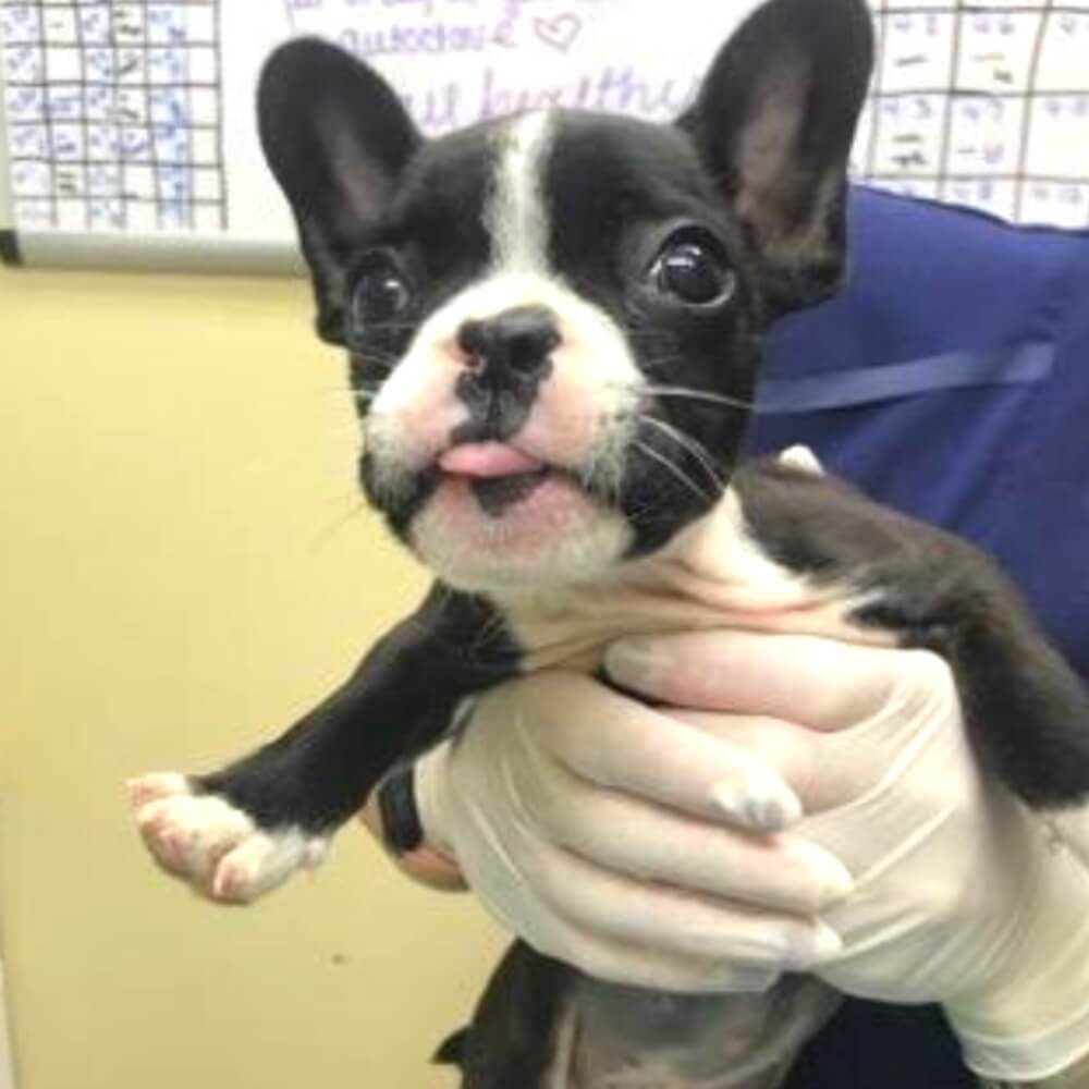 Black and white French bulldog puppy being held during a veterinary visit in Oceanside, CA