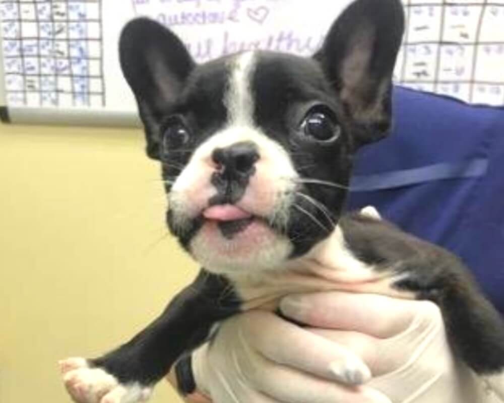 Black and white French bulldog puppy being held during a veterinary visit in Bonsall, CA