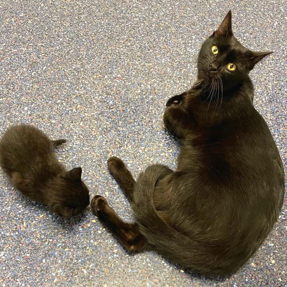 Black cat sitting beside a small kitten at a veterinary clinic in Oceanside, CA
