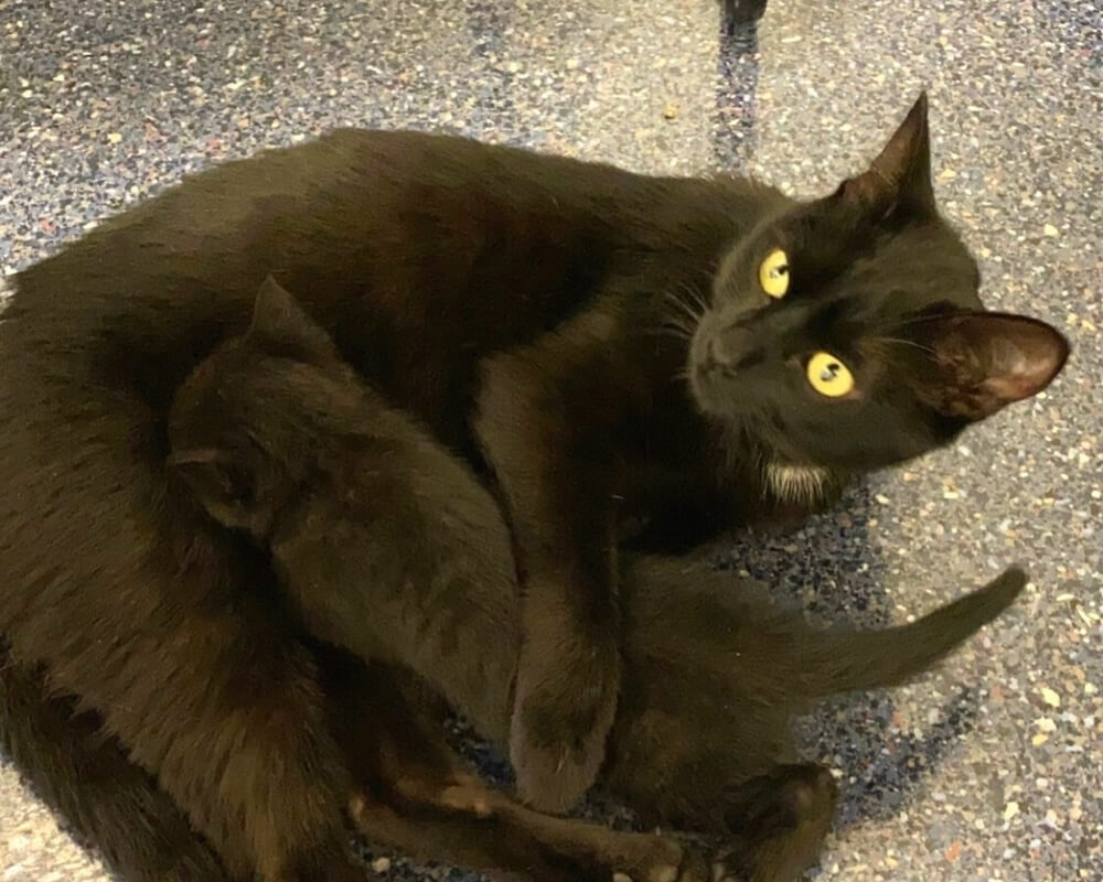     Black cat nursing a kitten at a veterinary clinic in San Diego, CA