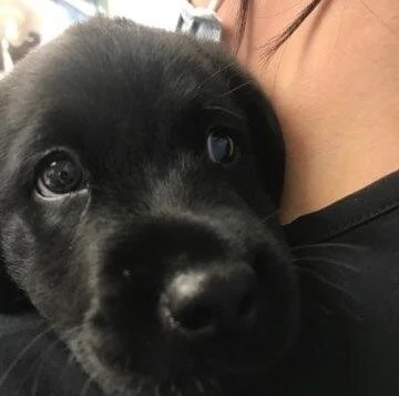 Close-up of a black puppy being held during a veterinary visit in Bonsall, CA