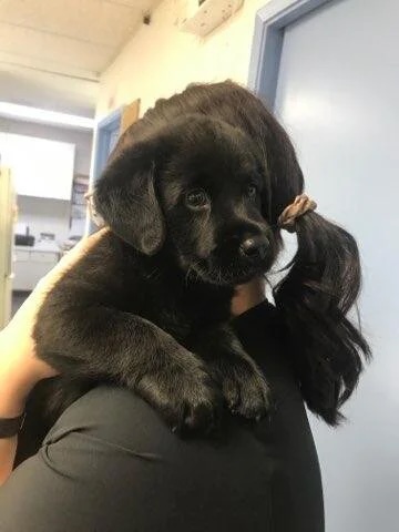 Black puppy being held by veterinary staff at an animal hospital in Bonsall, CA