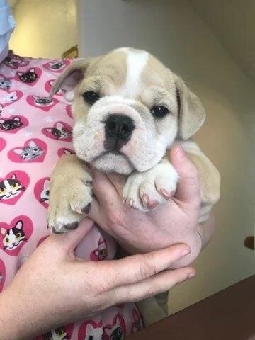 Bulldog puppy being held by veterinary staff during a visit in Bonsall, CA