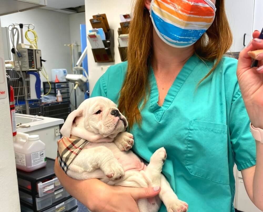     Bulldog puppy being held by veterinary staff at an animal hospital in San Diego, CA