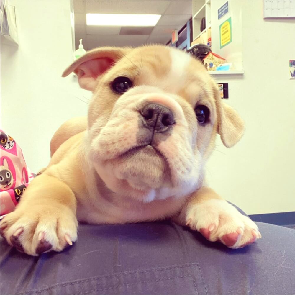 Bulldog puppy resting on an exam table at a veterinary clinic in Oceanside, CA