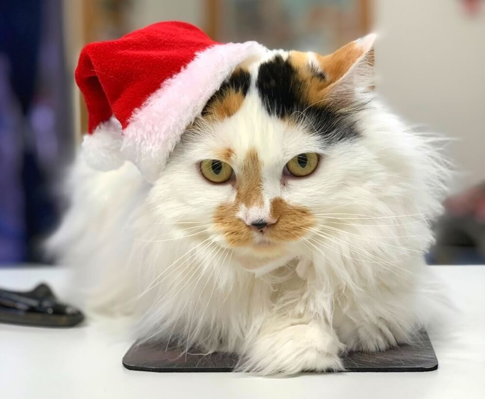     Calico cat wearing a Santa hat at a veterinary clinic in San Diego, CA