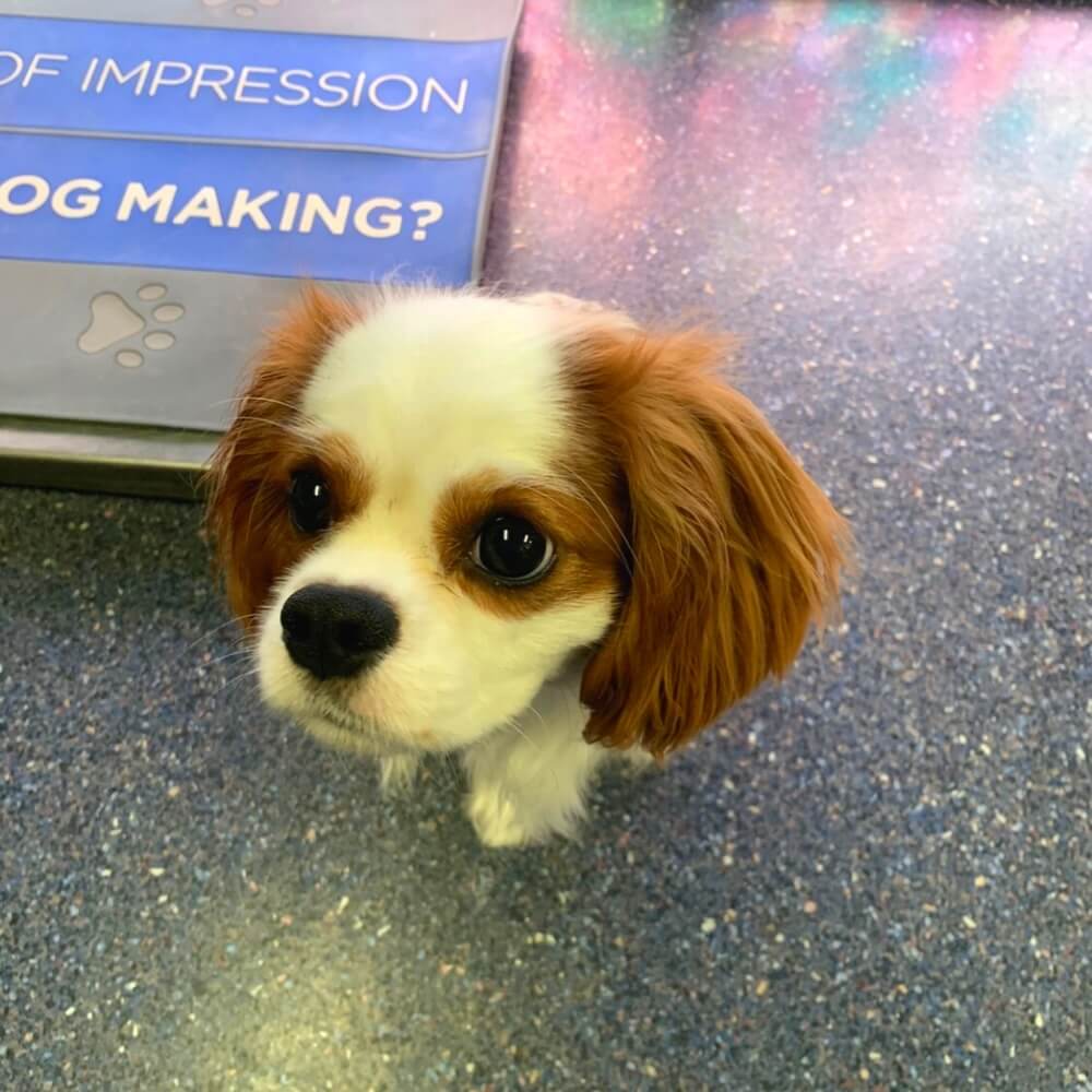 Cavalier King Charles Spaniel looking up inside a veterinary clinic in Oceanside, CA