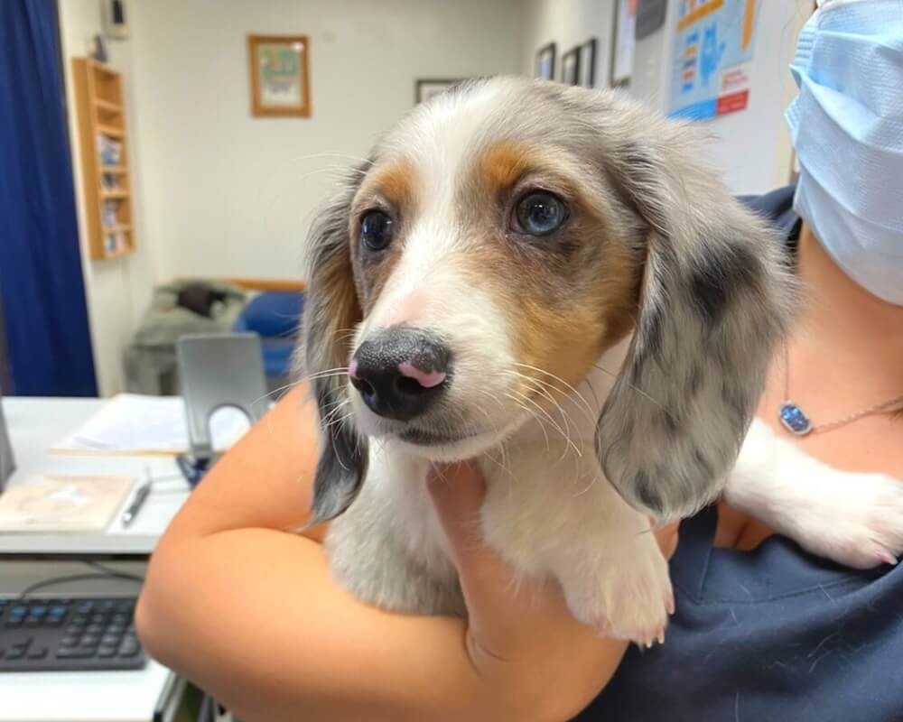 Dachshund puppy being held by veterinary staff at an animal hospital in Oceanside, CA