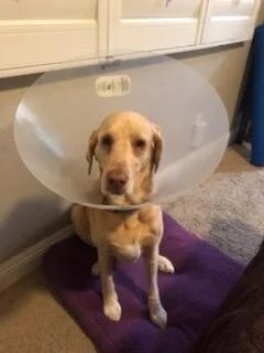 Dog wearing a recovery cone while sitting on a purple mat in Bonsall, CA