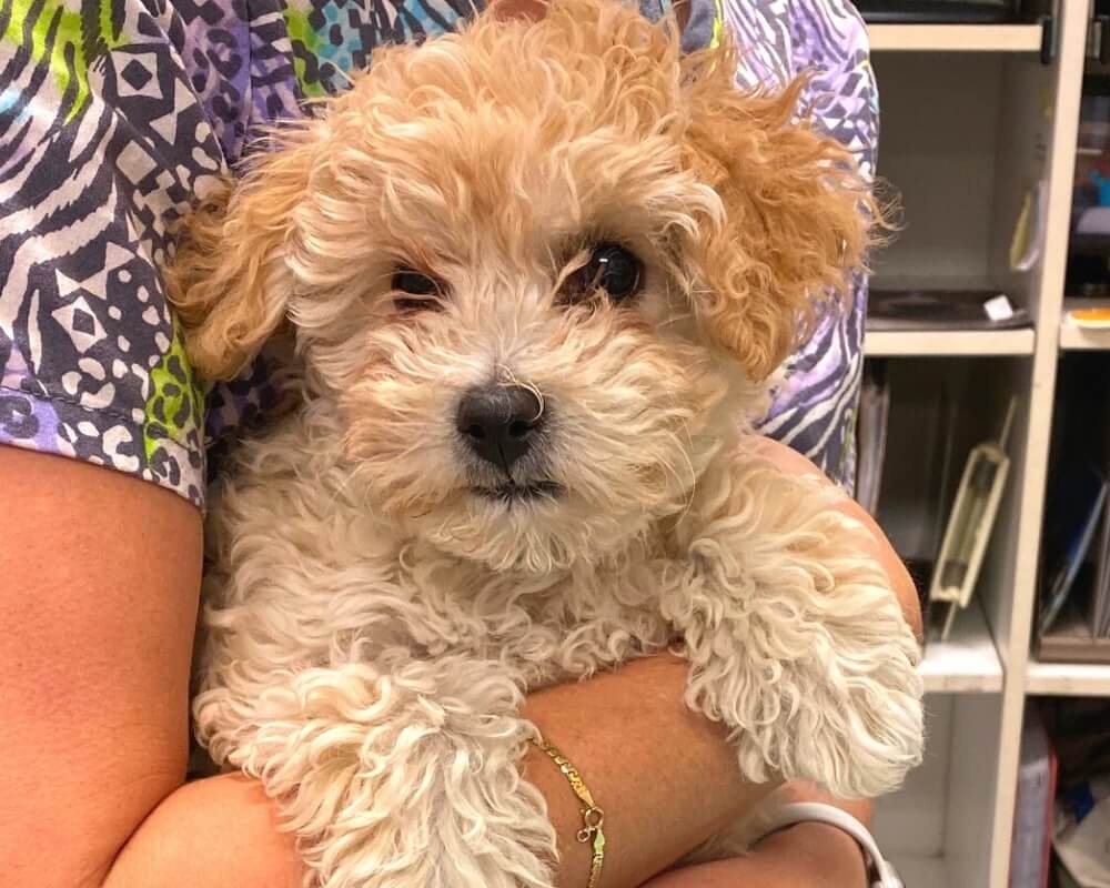 Fluffy puppy being held by veterinary staff at an animal hospital in Oceanside, CA
