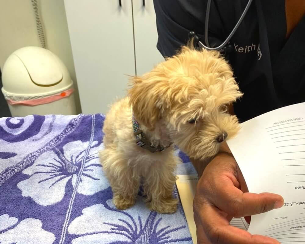     Fluffy cream puppy sitting on an exam table at a veterinary clinic in San Diego, CA