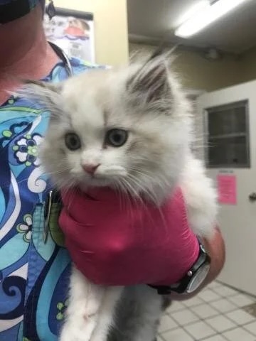     Fluffy white kitten being held by veterinary staff at a clinic in Bonsall, CA