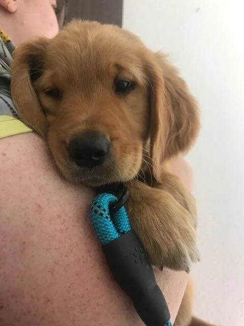 Golden retriever puppy resting against a person during a veterinary visit in Bonsall, CA