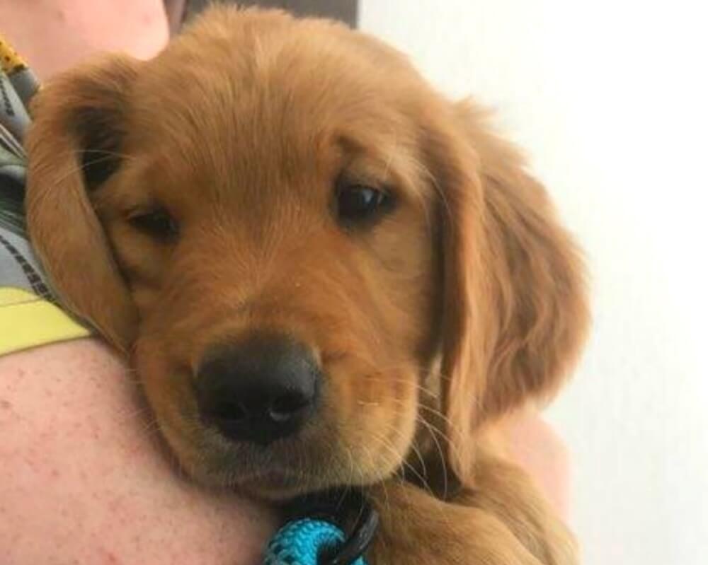 Golden retriever puppy resting against a person during a veterinary visit in Oceanside, CA