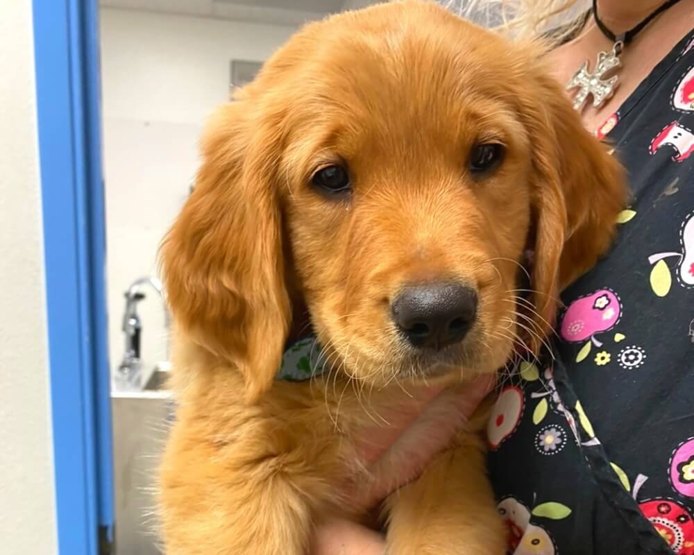 Golden retriever puppy being held during a veterinary visit in Oceanside, CA