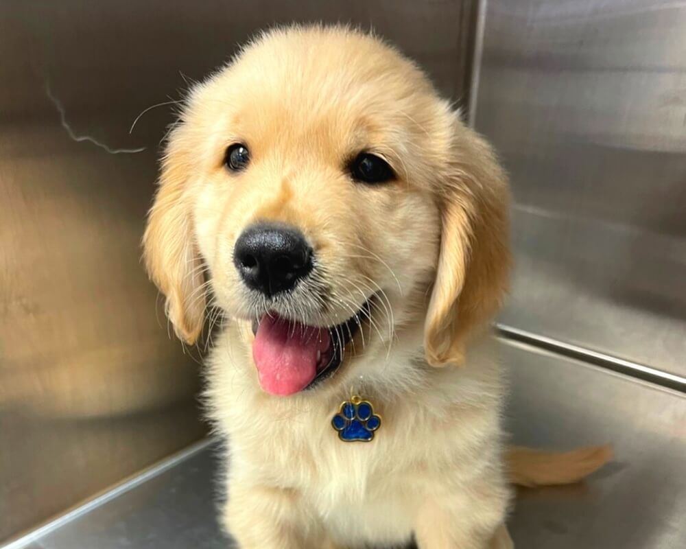     Golden retriever puppy smiling during a veterinary visit in San Diego, CA