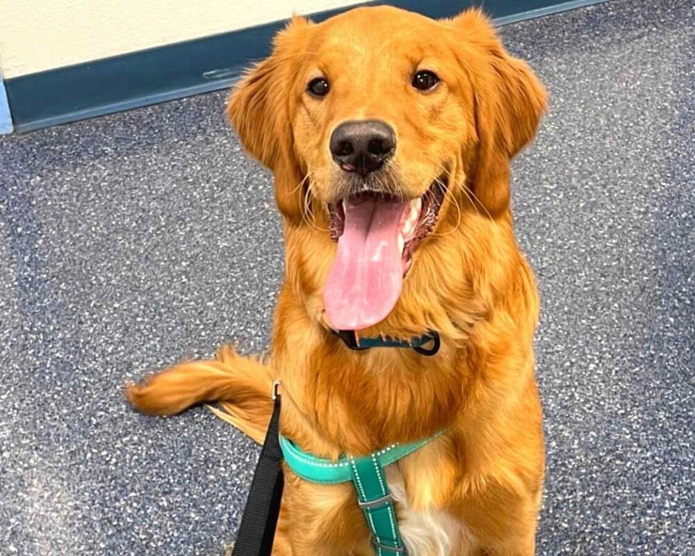 Happy golden retriever sitting on a leash at a veterinary clinic in Oceanside, CA
