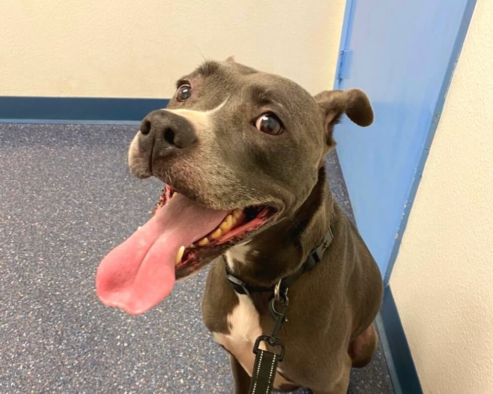 Happy gray dog sitting on a leash at an animal hospital in Oceanside, CA