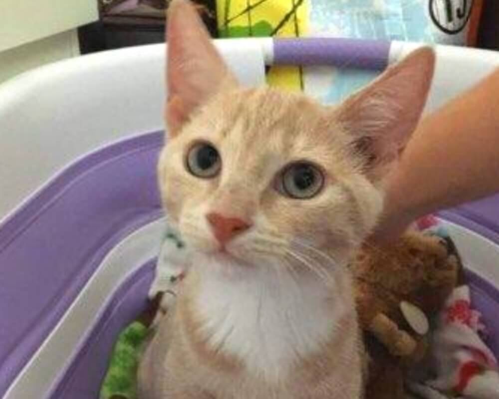 Orange and white cat sitting in a carrier at a veterinary clinic in Oceanside, CA