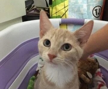 Orange and white cat sitting in a pet carrier in Bonsall, CA