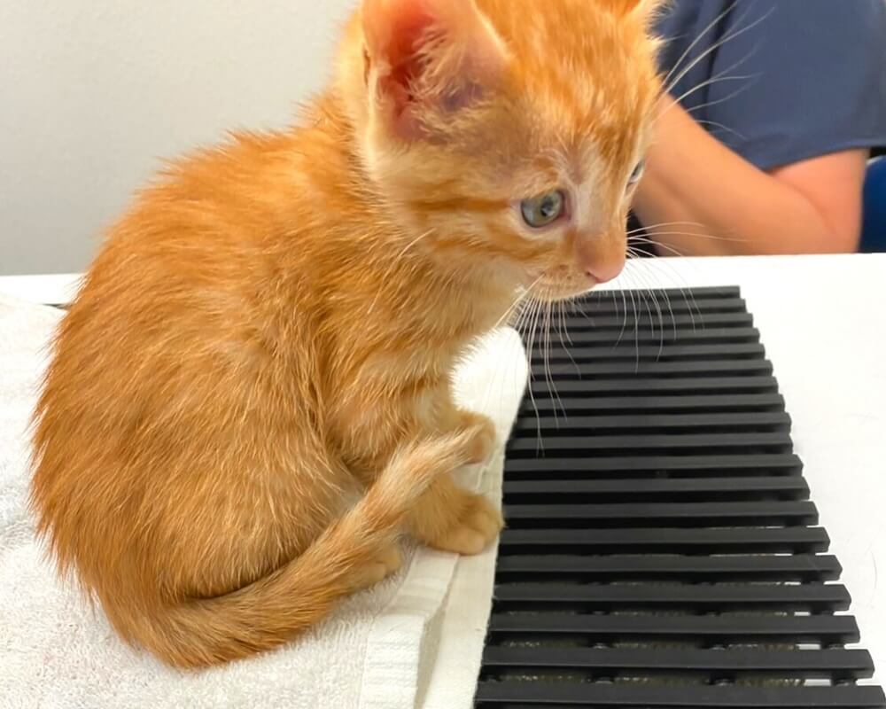     Orange kitten sitting on an exam table at a veterinary clinic in San Diego, CA
