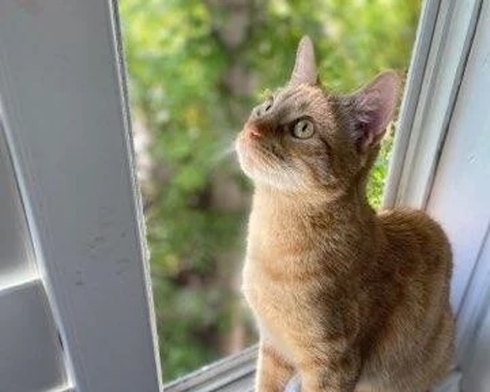 Orange tabby cat sitting by a window in Bonsall, CA