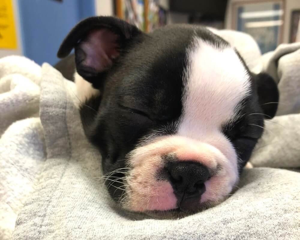 Black and white puppy sleeping on a blanket at a veterinary clinic in Oceanside, CA