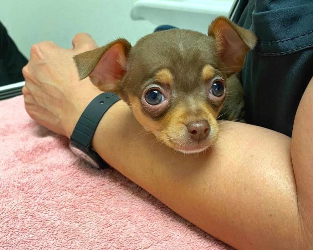 Small brown puppy resting on a pink towel at a veterinary clinic in Oceanside, CA