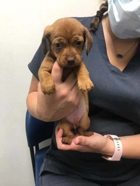 Small brown puppy being held by veterinary staff at a clinic in Bonsall, CA