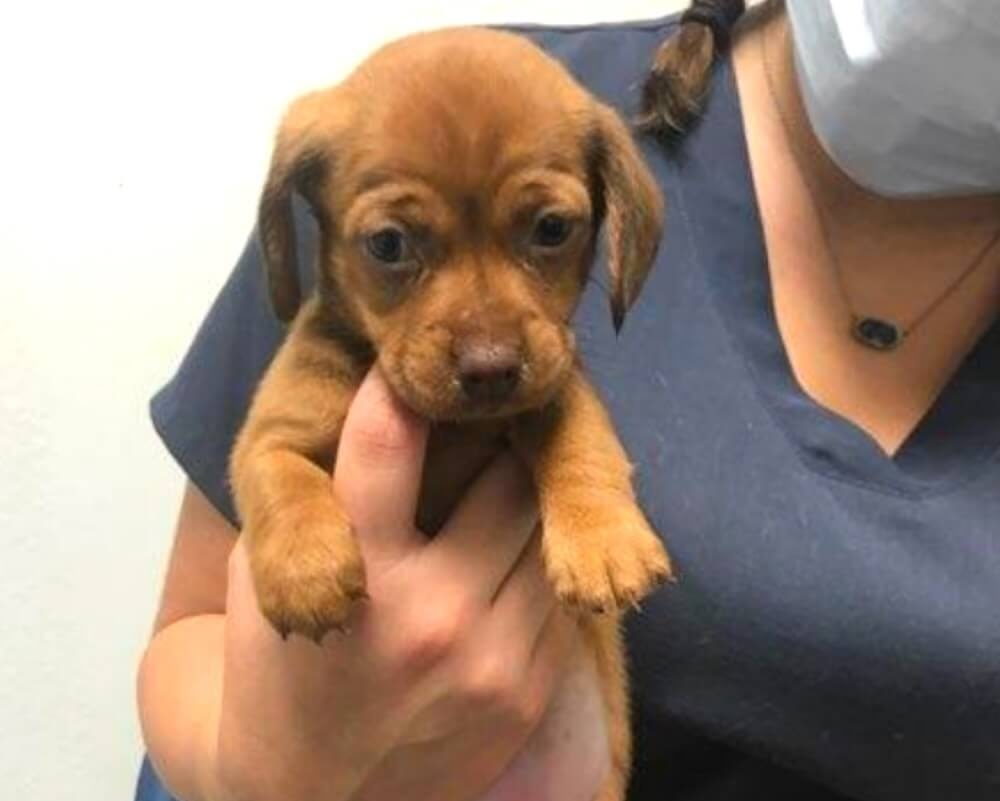 Small brown puppy being held by veterinary staff at a clinic in Oceanside, CA