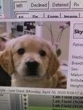 Small tan puppy at a veterinary clinic in Bonsall, CA