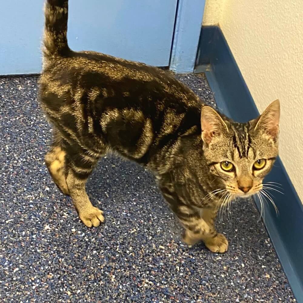 Tabby cat standing inside a veterinary clinic in Oceanside, CA