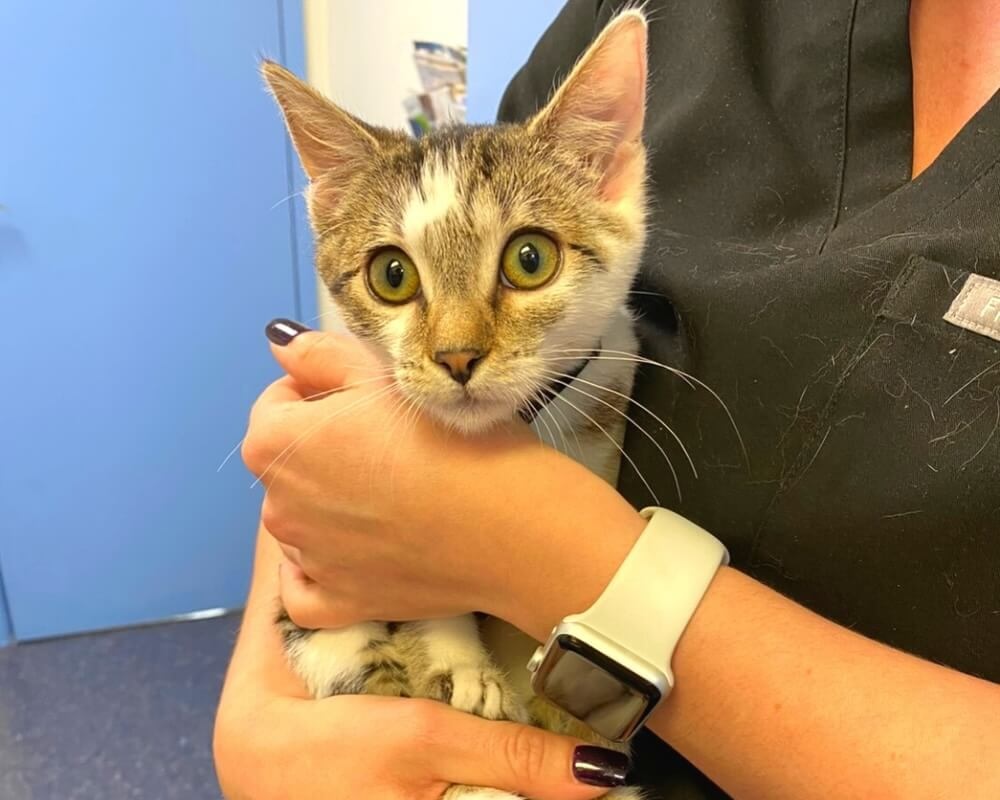 Tabby kitten being held by veterinary staff at a clinic in Oceanside, CA