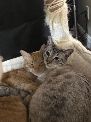Two cats cuddling together on a cat tree in Bonsall, CA