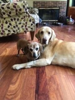 Two dogs resting together on a wood floor in Bonsall, CA