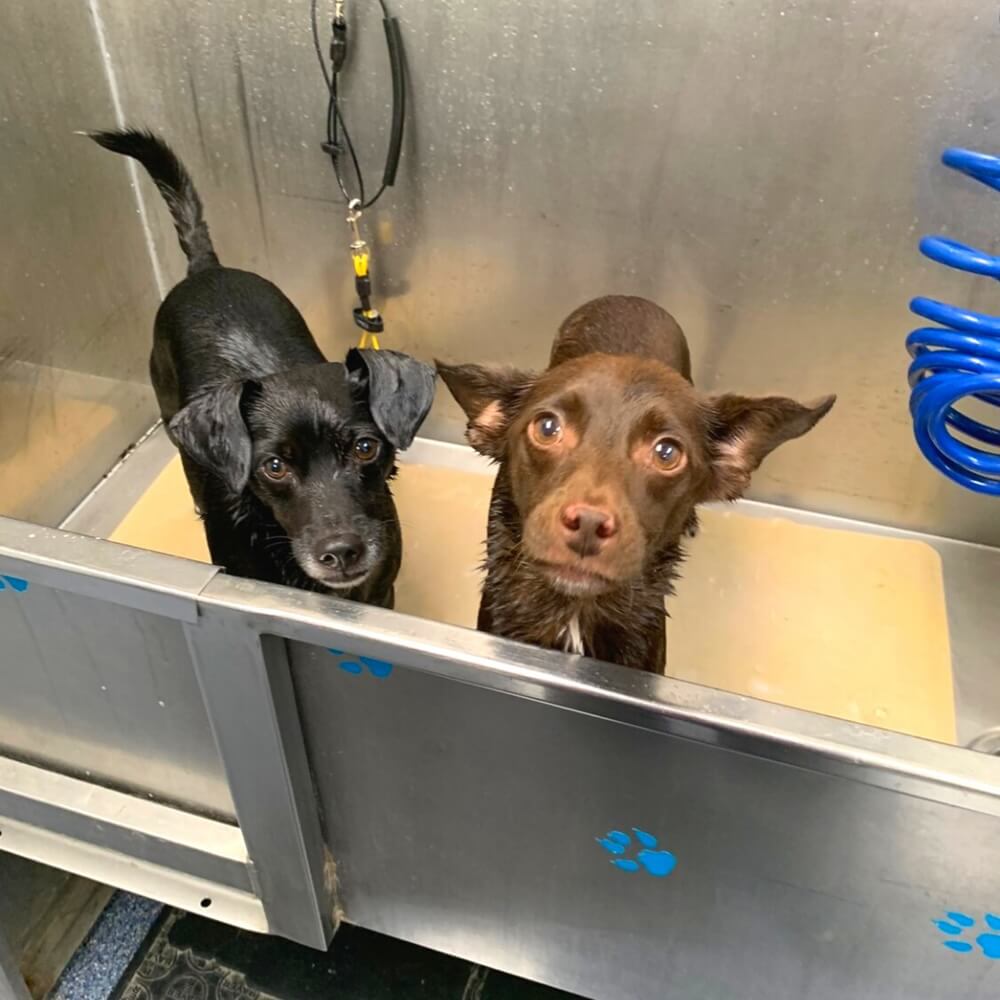 Two small dogs in a bathing area at a veterinary clinic in Oceanside, CA