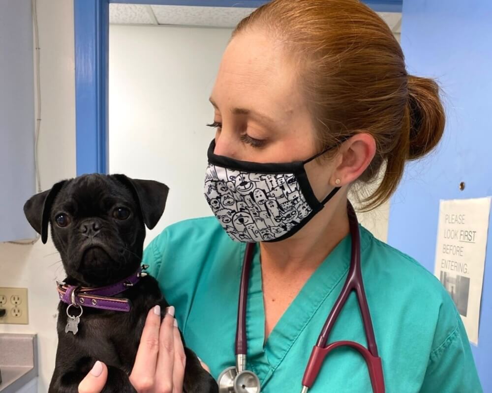     eterinary staff member holding a black pug during a visit in San Diego, CA