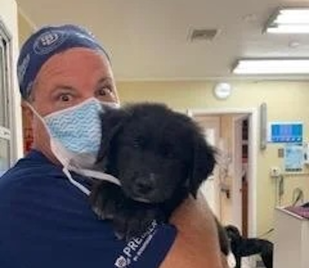 Veterinary staff member holding a fluffy black puppy at an animal hospital in Bonsall, CA