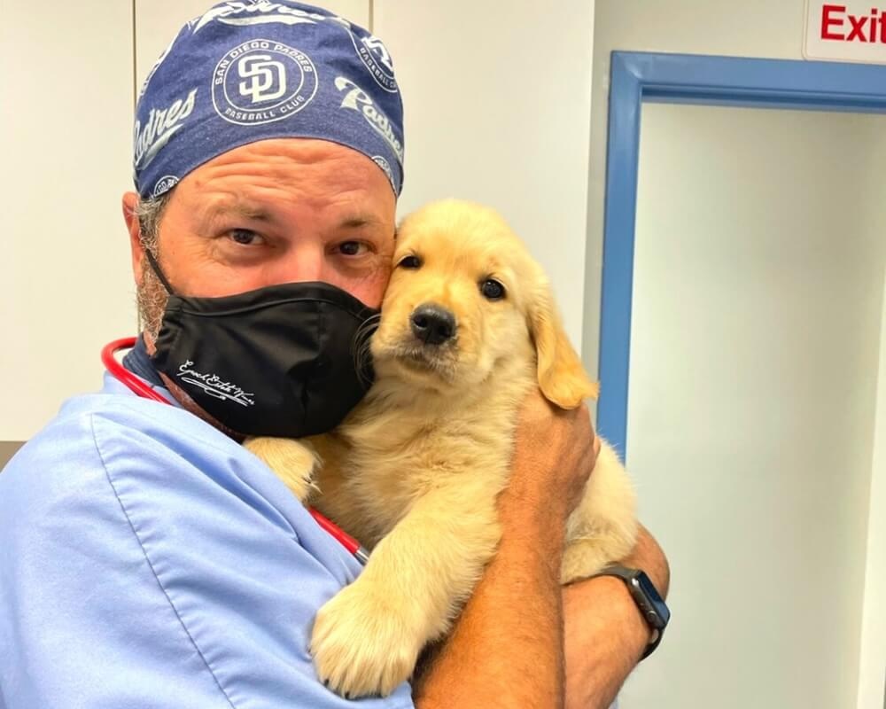 Veterinarian holding a golden retriever puppy at an animal hospital in Oceanside, CA