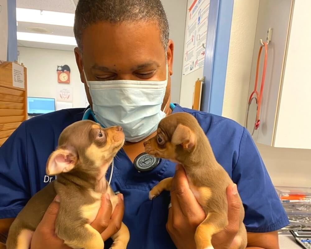     Veterinarian holding two small brown puppies during a visit in San Diego, CA