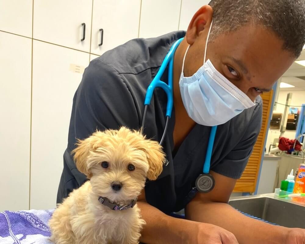     Veterinarian with a fluffy cream puppy during a veterinary visit in San Diego, CA
