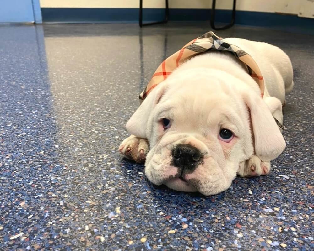 White bulldog puppy lying on the floor at a veterinary clinic in Oceanside, CA