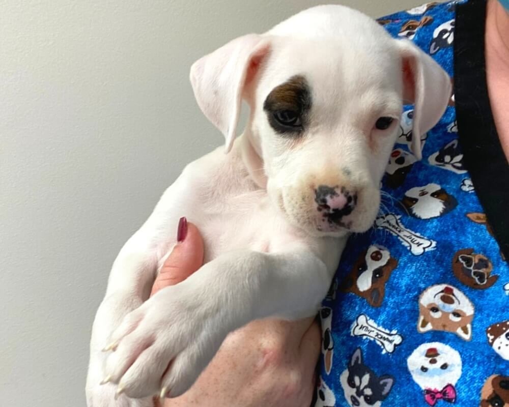 White puppy with a black eye patch being held by veterinary staff in Oceanside, CA