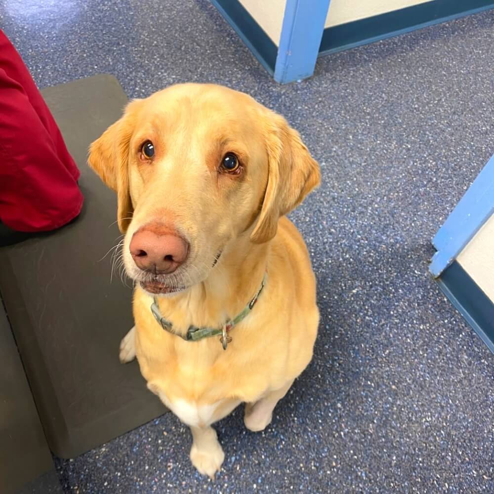 Yellow Labrador sitting inside a veterinary clinic in Oceanside, CA