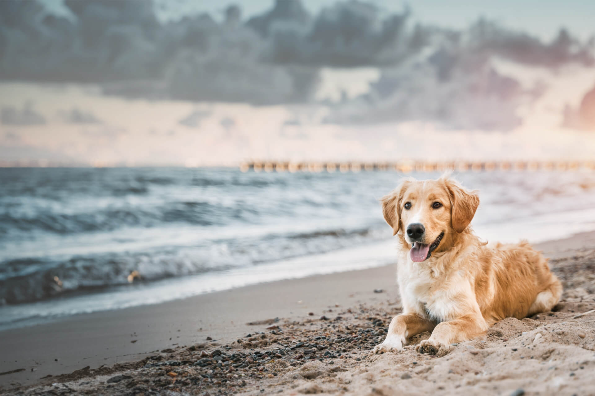Neighberhood Veterinary Hospital in San Diego