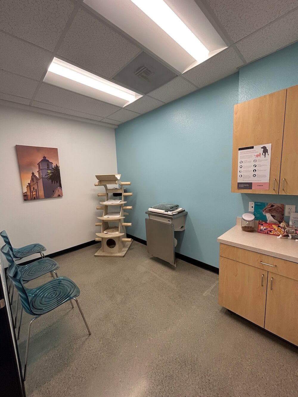 Oceanside Cat Exam room