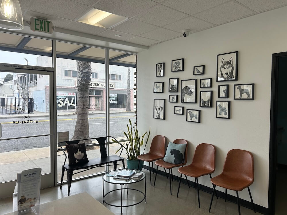 Oceanside Cat Lobby
