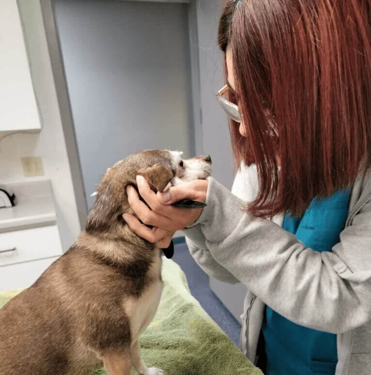 San Diego Neighborhood Veterinarian